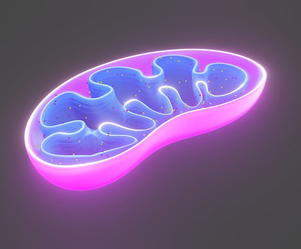 Cross-section through mitochondria - mitochondrial medicine Palma